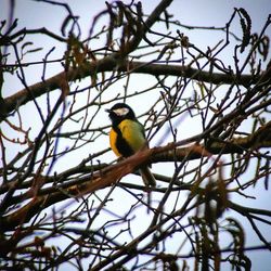 Low angle view of bird perching on tree against sky