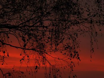 Low angle view of silhouette tree against orange sky