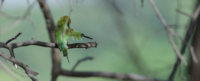 animal wildlife