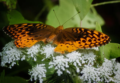 Close-up of butterfly pollinating on flower