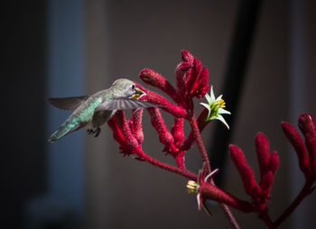 Close-up of red bird flying