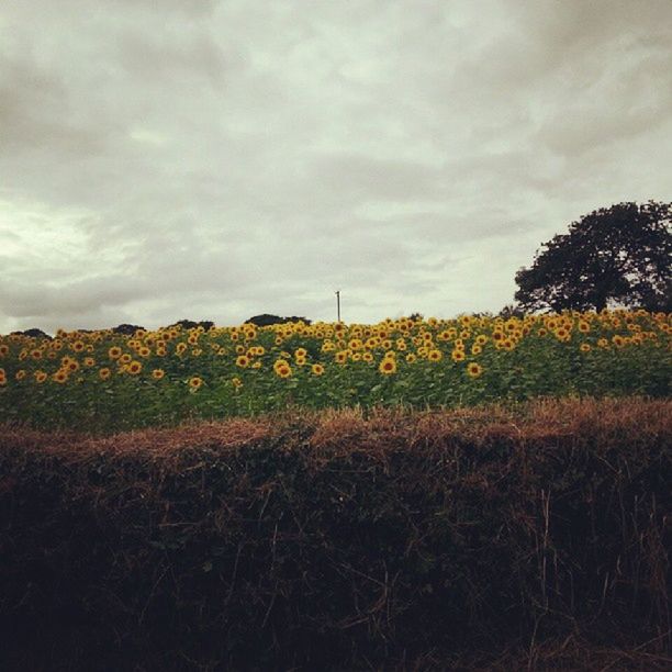 field, sky, growth, rural scene, agriculture, cloud - sky, beauty in nature, landscape, tranquil scene, tranquility, nature, flower, scenics, farm, tree, plant, cloudy, yellow, crop, cloud