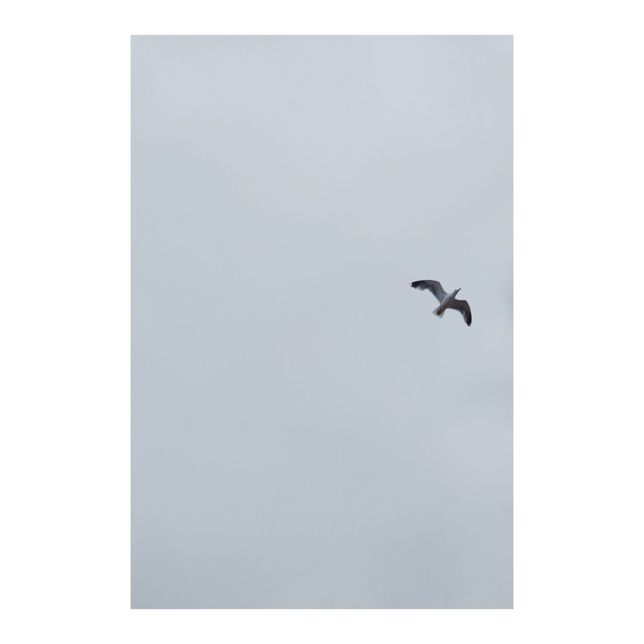 BIRD FLYING IN THE SKY