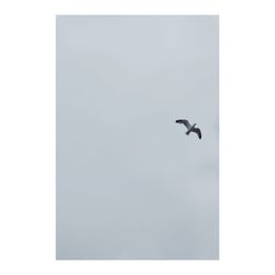 Low angle view of bird flying