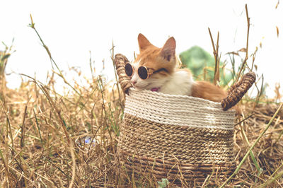 Portrait of cat on field