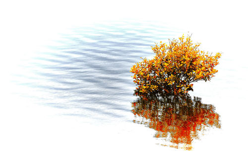 Close-up of orange flower tree by lake against sky