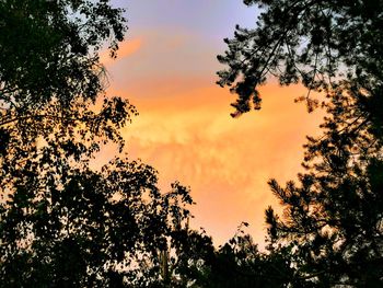 Low angle view of silhouette trees against orange sky