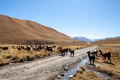 View of horses on landscape against clear sky