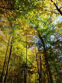 Low angle view of trees in forest