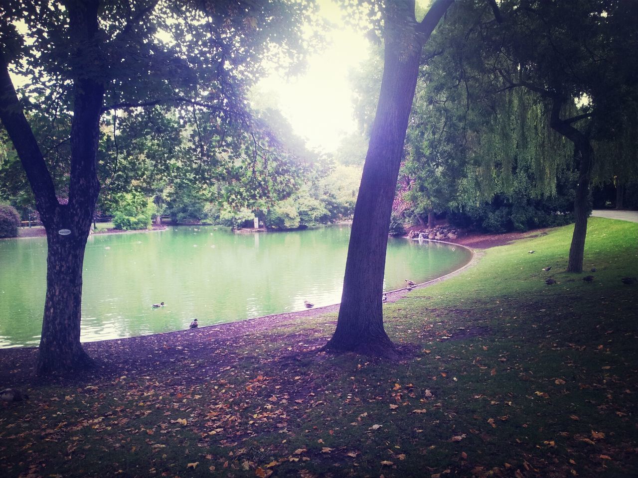 tree, tranquility, tranquil scene, tree trunk, water, scenics, beauty in nature, nature, growth, lake, park - man made space, sunlight, idyllic, branch, reflection, grass, non-urban scene, outdoors, day, autumn