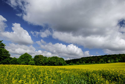 Scenic view of field against sky