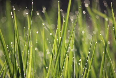 Close-up of wet grass during rainy season