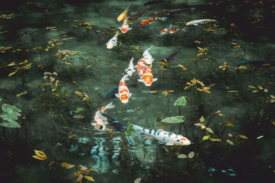 High angle view of fish swimming in pond