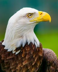 Close-up of a bird looking away