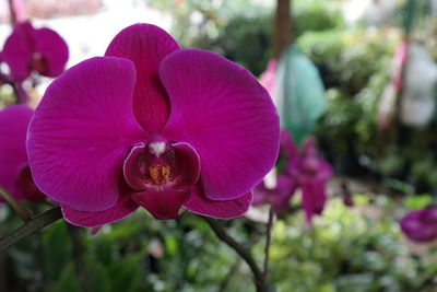 Close-up of flowers