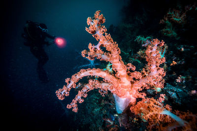 View of fish swimming underwater