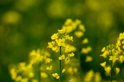 Close-up of fresh yellow flowering plants on field