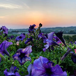 Close-up of purple flowering plants on land against sky during sunset