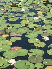 High angle view of water lily in lake