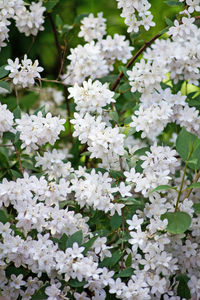 High angle view of white flowering plants