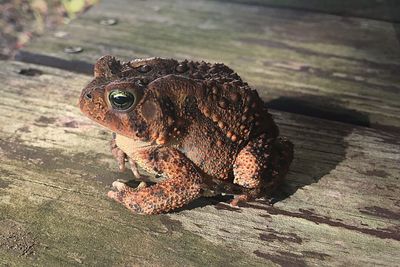 Close-up of frog on wood