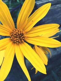 Close-up of yellow flower