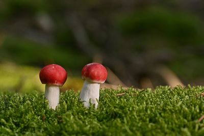 Close-up of mushroom growing on field