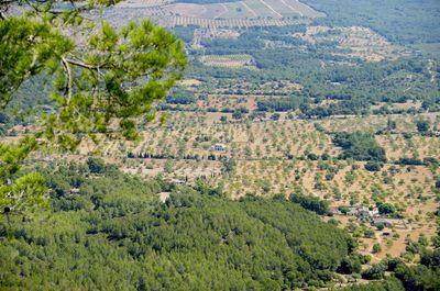 High angle view of agricultural landscape