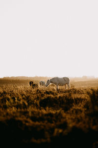 View of horse on field against sky