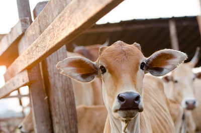 Portrait of cow