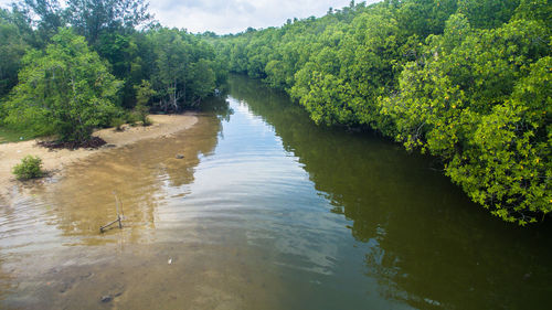 Scenic view of river amidst trees in forest