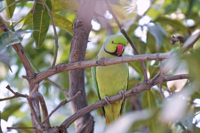 Low angle view of bird perching on tree