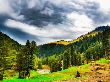 Pine trees in forest against sky