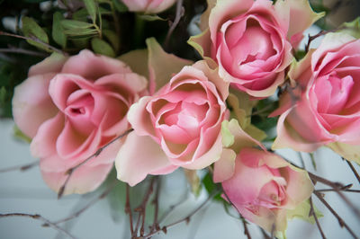 Close-up of pink flowers