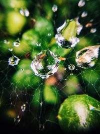 Macro shot of water drops on spider web