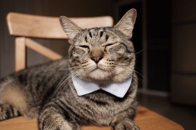Close-up of cat on table at home