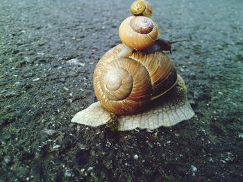 Close-up of snails