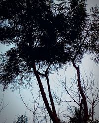 Low angle view of trees against sky