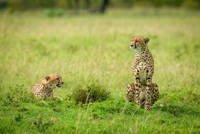 Two cheetahs sitting and lying in savannah