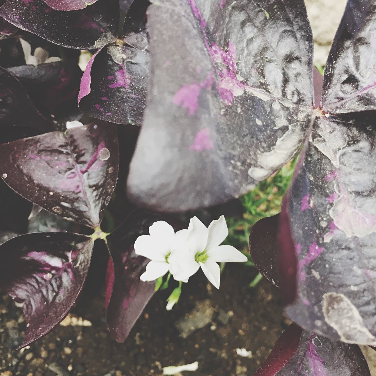 nature, flower, growth, plant, fragility, beauty in nature, leaf, no people, freshness, day, close-up, pink color, outdoors, flower head