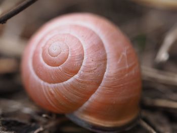 Close-up of shell