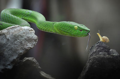 Close-up of snake by snail on rock