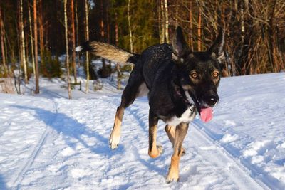 Dog on snow