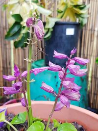 Close-up of pink flowers blooming outdoors