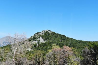 Low angle view of trees against clear blue sky