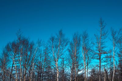 Low angle view of trees in forest against clear blue sky