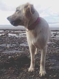 Dog looking at sea