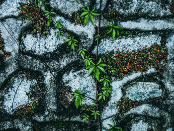 Close-up of snow covered plants against trees