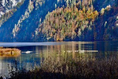 Scenic view of lake in forest