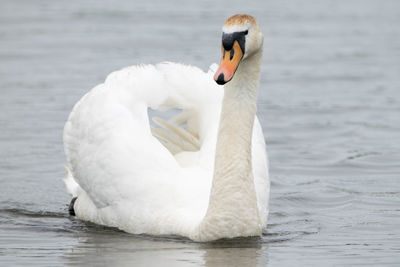 Swan swimming in lake